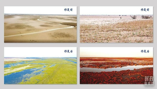 黄河口河流沼泽湿地（左）和盐沼湿地（右）生态修复对比图。（总台央视记者卢心雨提供）