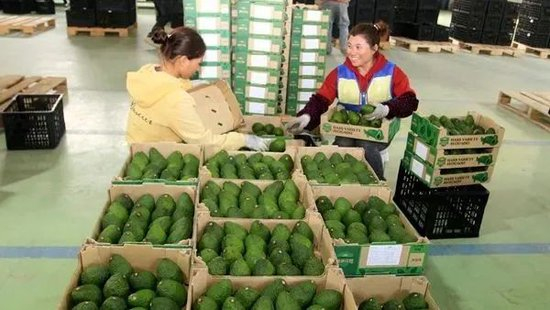  ▲芒信村牛油果产业带动村民就业务工。