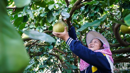 △金柚成为乡亲们的致富果。（总台记者李晋拍摄）