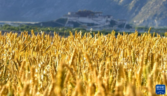 在金色麦田里遥望布达拉宫（2009年8月21日摄）。新华社记者 普布扎西 摄