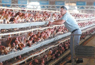 兰考县张庄村村民在自家养鸡场内收鸡蛋。摄于2019年9月。新华社记者 李 安摄