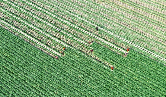 近年来，四川省南充市蓬安县积极引导沿江群众将荒置河滩地进行开垦改良，发展蔬菜种植业，带动农业增效、农民增收。图为2023年1月31日，蓬安县锦屏镇中坝社区沿江蔬菜种植基地里，菜农们正忙着采收萝卜。&nbsp;人民图片 周亮/摄