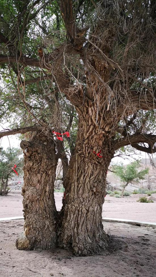 榆树（梁衡 摄）