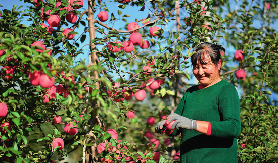  果农在陕西延安市洛川县永乡镇阿寺村一处果园采摘苹果（2022 年 10 月 10 日摄） 张博文摄 / 本刊