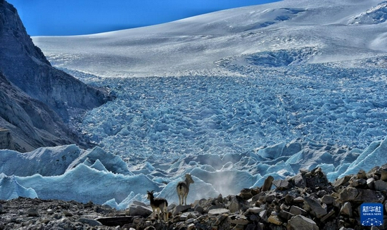 西藏岗布冰川附近的岩羊（2017年1月19日摄）。新华社记者 普布扎西 摄