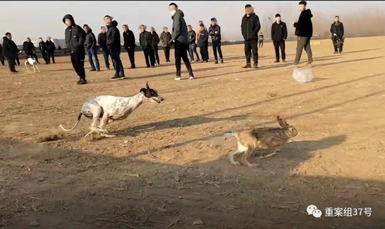 ▲2022年1月1日，河间市张侯村赛狗赌博现场。新京报暗访调查组 摄