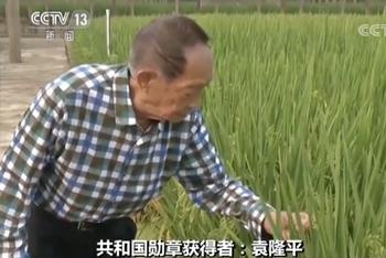 袁隆平正研究第四代杂交水稻
