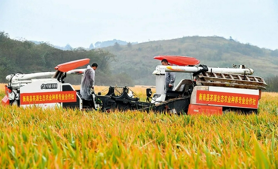 ▲ 在第三代杂交水稻“叁优一号”衡南试验示范基地一块被抽取测产的示范田里，工作人员进行机械化收割（2020 年11 月2 日摄） 陈泽国摄