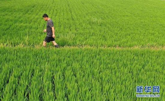 盘锦市盘山县胡家镇农民张海涛走在自家的稻蟹水田里，查看水稻和河蟹长势（7月21日摄，无人机照片）。 新华社记者 姚剑锋 摄