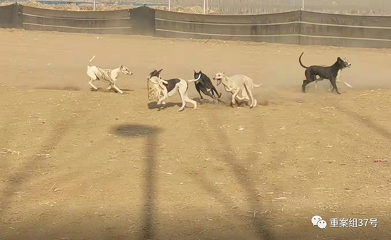 ▲群狗撕咬一只被捕杀的兔子。新京报暗访调查组 摄