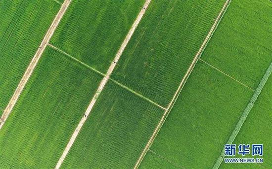 这是盘锦市大洼区大堡子村的稻蟹水田（7月21日摄，无人机照片）。新华社记者 姚剑锋 摄