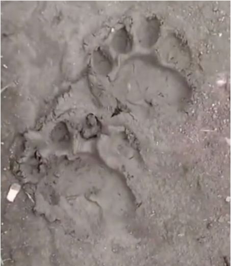 视频中拍到的出现在吉林蛟河的动物足迹。网络视频截图