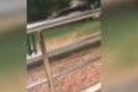 北京:网曝游客不文明行为 拿石头猛砸老虎