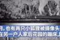 监控摄像拍到4只小狐狸玩蹦床:旋转,跳跃,我闭着眼!