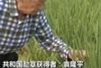 袁隆平正研究第四代杂交水稻 产量可达每亩1500公斤