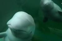 惊喜!摄影师冲浪遇白鲸 兴奋下水与鲸同游