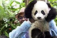 养不起!马来西亚部长称将提前送还两只大熊猫