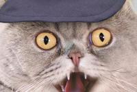 日本特制"猫咪专用交通安全动画" 请与您家的主子一起观看