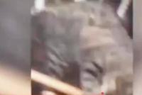 铲屎的朕来救你了!猫咪30秒开锁救主人