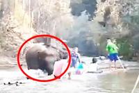 大象陪游客漂流 突然猛掉头掀翻竹筏致数人瞬间落水