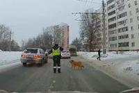 在车流中为受伤狗开道 俄罗斯警察因暖心举动获赞