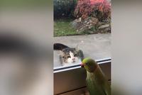 鹦鹉想和喵星人躲猫猫 对方冷漠脸直摇尾巴