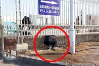 车站围一圈铁栅栏 旅客进出站全靠钻