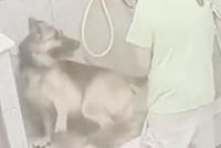 宠物美容师虐狗 给德牧冲澡时将它尾巴扭断