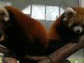 熊猫双胞胎宝宝“糯米鸡”和“欢喜坨”来了!赶紧去看看