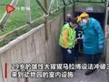 大猩猩暴打动物园管理员 致其骨折重伤