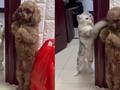 泰迪自觉罚站被猫咪挥爪“教育” 狗主人:去朋友家太紧张