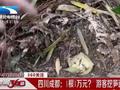 1根1万元?游客挖笋遭天价索赔 背后却另有原因