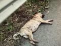 大爷带狗上高速被撞 强拉驾驶员要索赔
