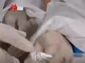 38只强毒性活蚂蚁非法入境被查 部分为“世界上最危险的蚂蚁”