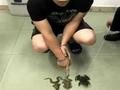 男子捉了3只青蛙被刑拘?警方:系虎纹蛙!