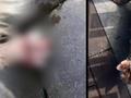 四川宜宾商场卫生间发现被虐待小猫 凶器疑为修眉刀