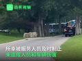北京野生动物园回应自驾游客下车:未来或将禁止入园