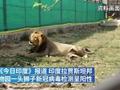 印度动物园一头狮子新冠检测呈阳性:或被工作人员感染