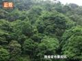 杭州首位发现外逃金钱豹村民:吓得衣服湿透 现在出去干活很警觉