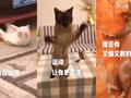 小动物为了减肥有多自律? 网友:是在下输了