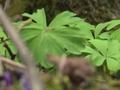 起源于6700万年前!陕西太白山现国家一级保护植物独叶草