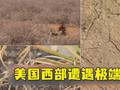 美国西部遭遇极端干旱 严重程度或为1200年以来之最