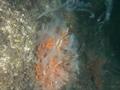 土耳其马尔马拉海现“海鼻涕”危机 潜水员:黏液密布如地牢