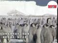 帝企鹅被列入濒危物种保护名单 30年后约一半帝企鹅或会消失