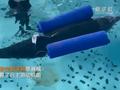 “教”海豚游泳?救助中心这样救治搁浅海豚