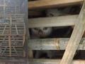 网曝江苏南通发现大型囤猫地 数千只猫咪被关密闭笼中痛苦哀嚎