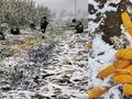 吉林多地迎来秋末第一场雪 出现明显霜冻 村民冒雪在地里掰玉米