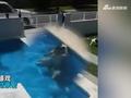 女子和情人泳池私会丈夫提前下班险抓包 3人举动让人直呼狗血