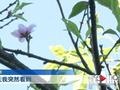 花也凌乱!重庆一树桃花反季节盛放