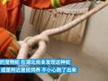 女子手提包里爬出一条大蛇:消防员抓住后查明真身,是宠物蛇